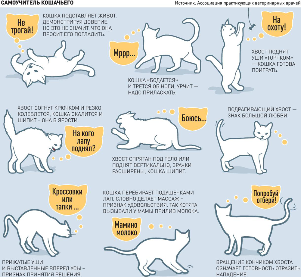 Вязка котов и кошек: как происходит спаривание, в каком возрасте следует проводить первую случку питомцев и другие советы владельцам