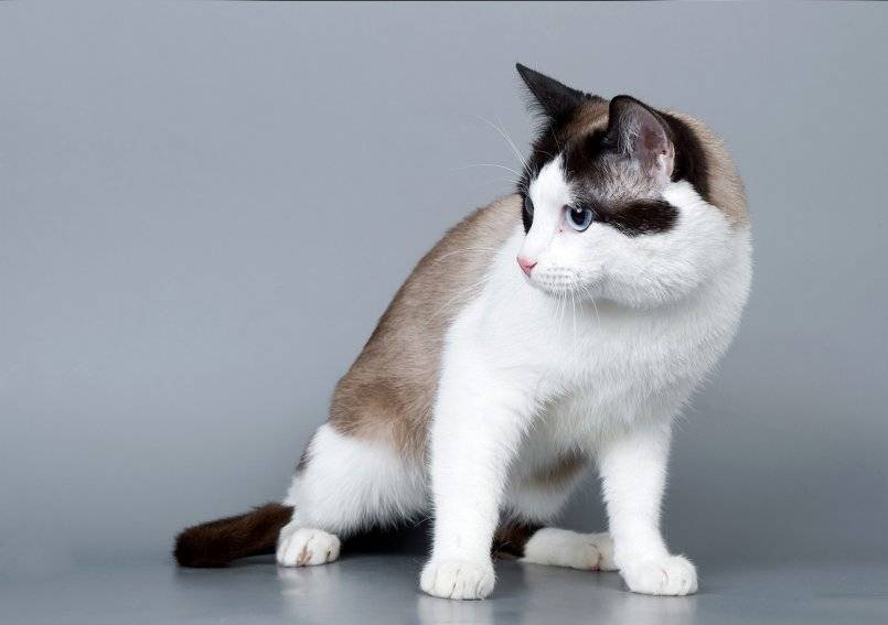 Китайский горный кот — уникальный, исчезающий вид