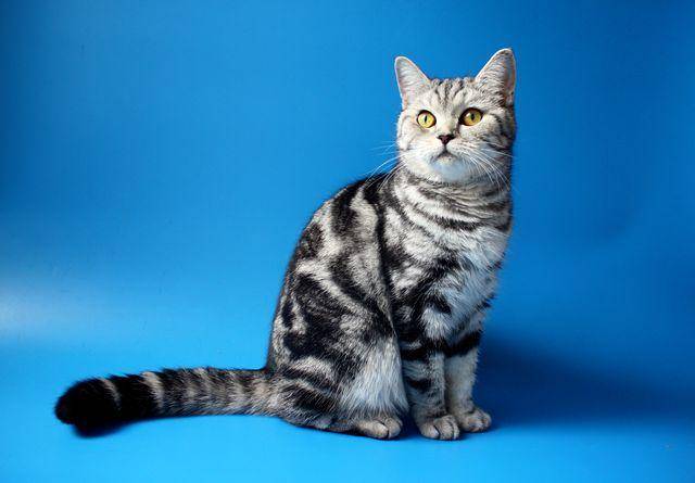 Окрасы шотландских кошек: распространенные и редкие виды расцветок шерсти