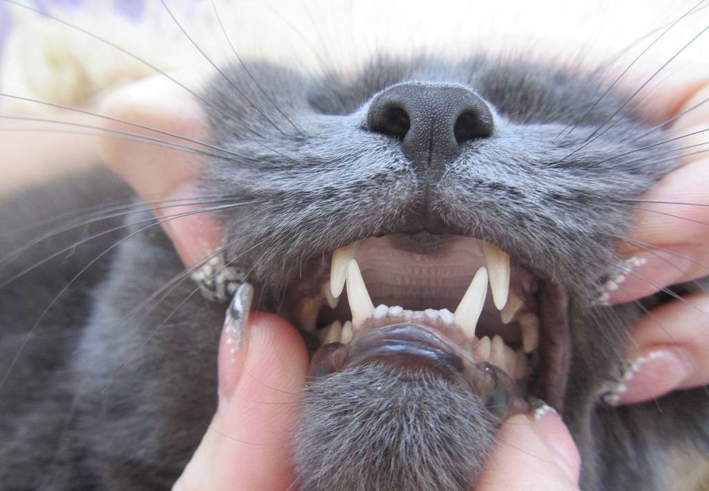 Что делать, если кошка дышит с открытым ртом?