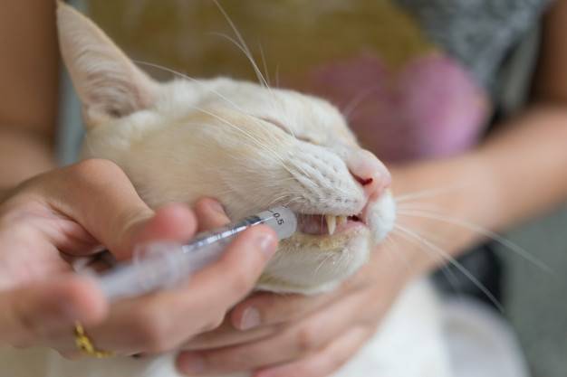 Как дать таблетку кошке или лекарство из шприца, чтобы она не выплюнула?