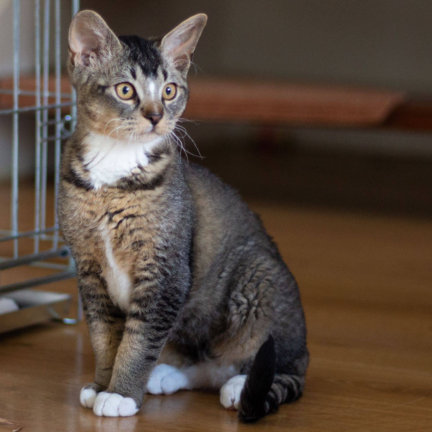 Порода кошек немецкий рекс: фото, видео, о породе, характере