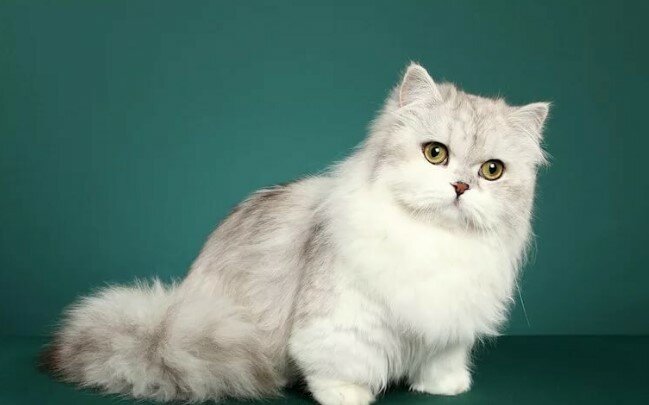 Наполеон:  фото кошки, описание менуэта, характер, уход и история