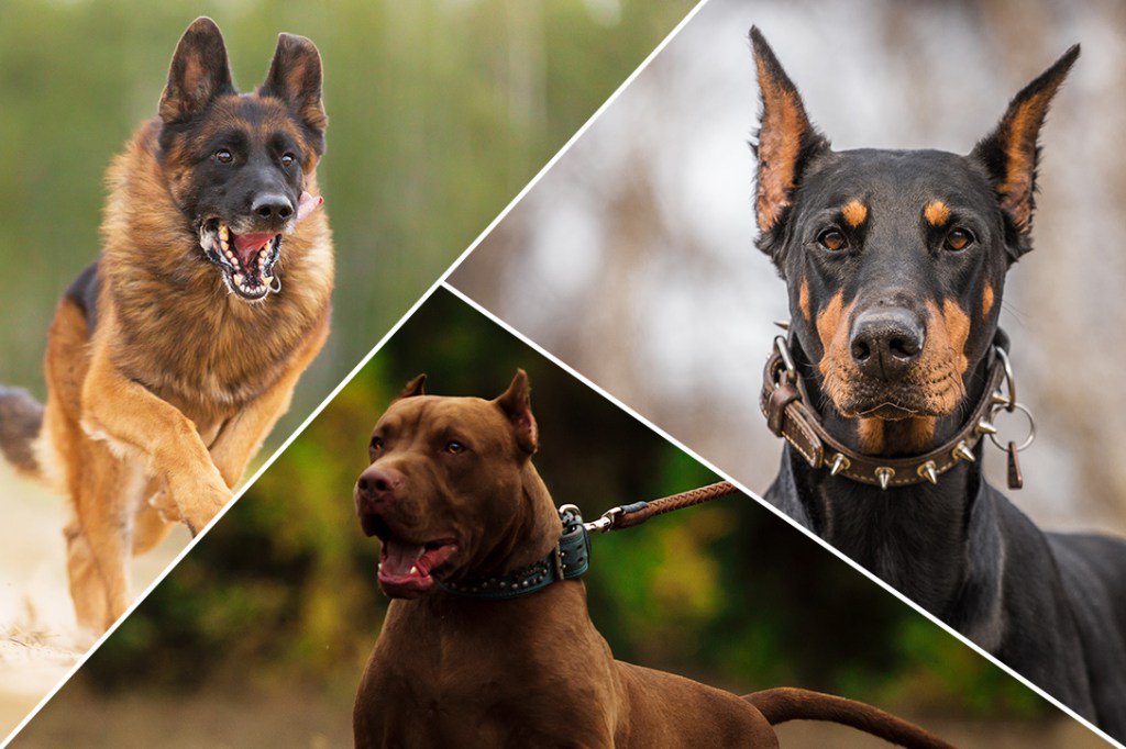 Сторожевые породы собак: кому доверить охрану, рейтинг уличных, домашних псов