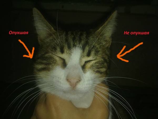 Лимфаденит у кошки: причины и лечение | звери дома