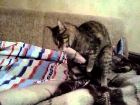 3 причины почему кошки мнут лапами одеяло