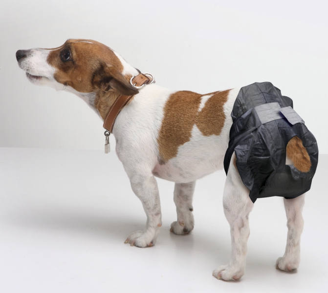 Памперсы для собак: как выбрать, какие лучше и как подобрать размер, инструкция как одеть памперс