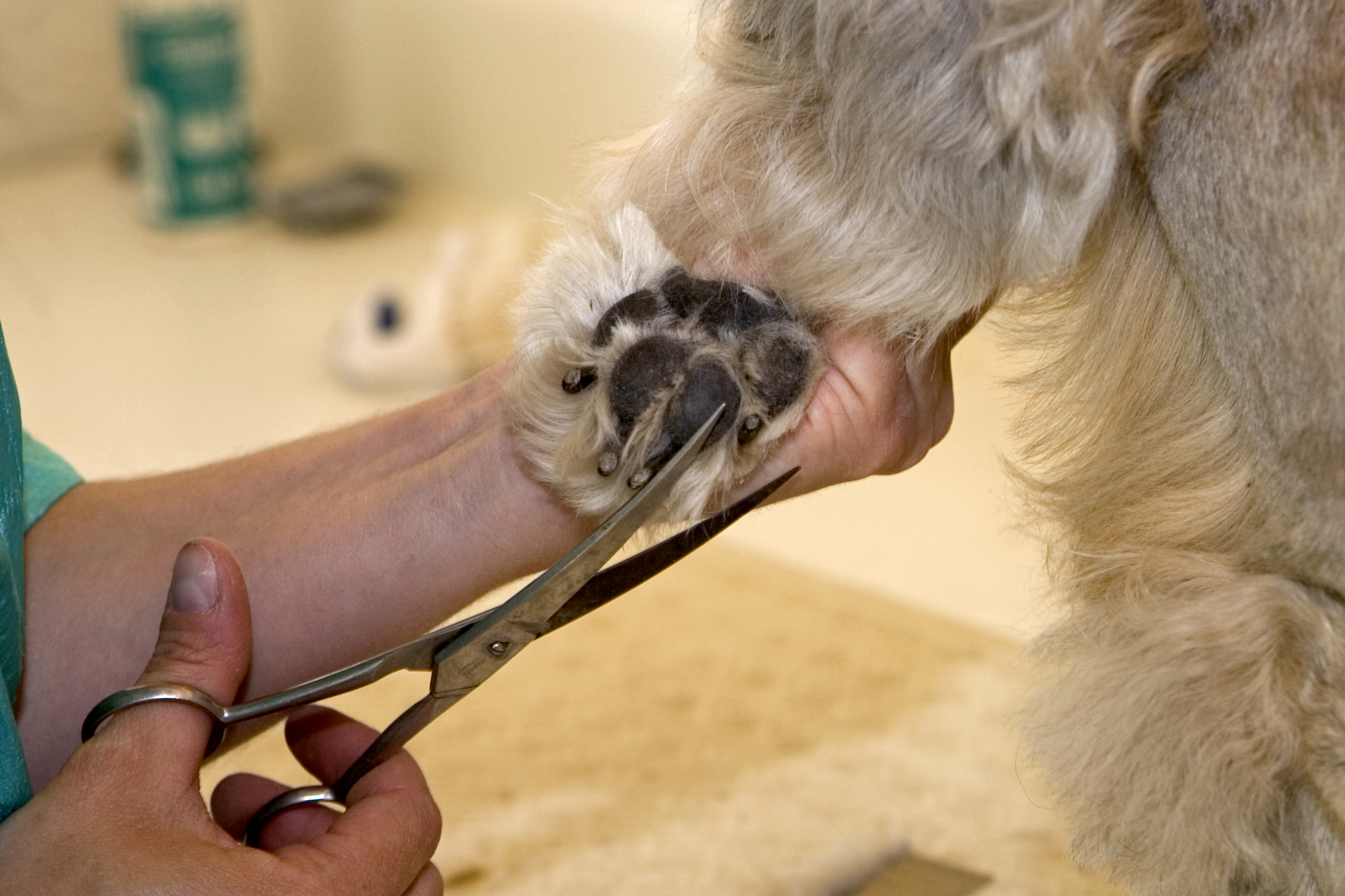 Как подстричь когти шпицу в домашних условиях: со скольки месяцев и как правильно надо делать это щенку?
