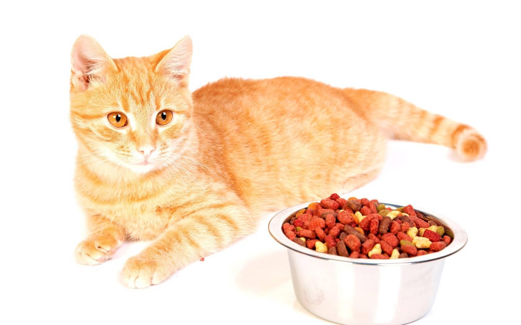 Как правильно кормить кошку сухим кормом и полезно ли это