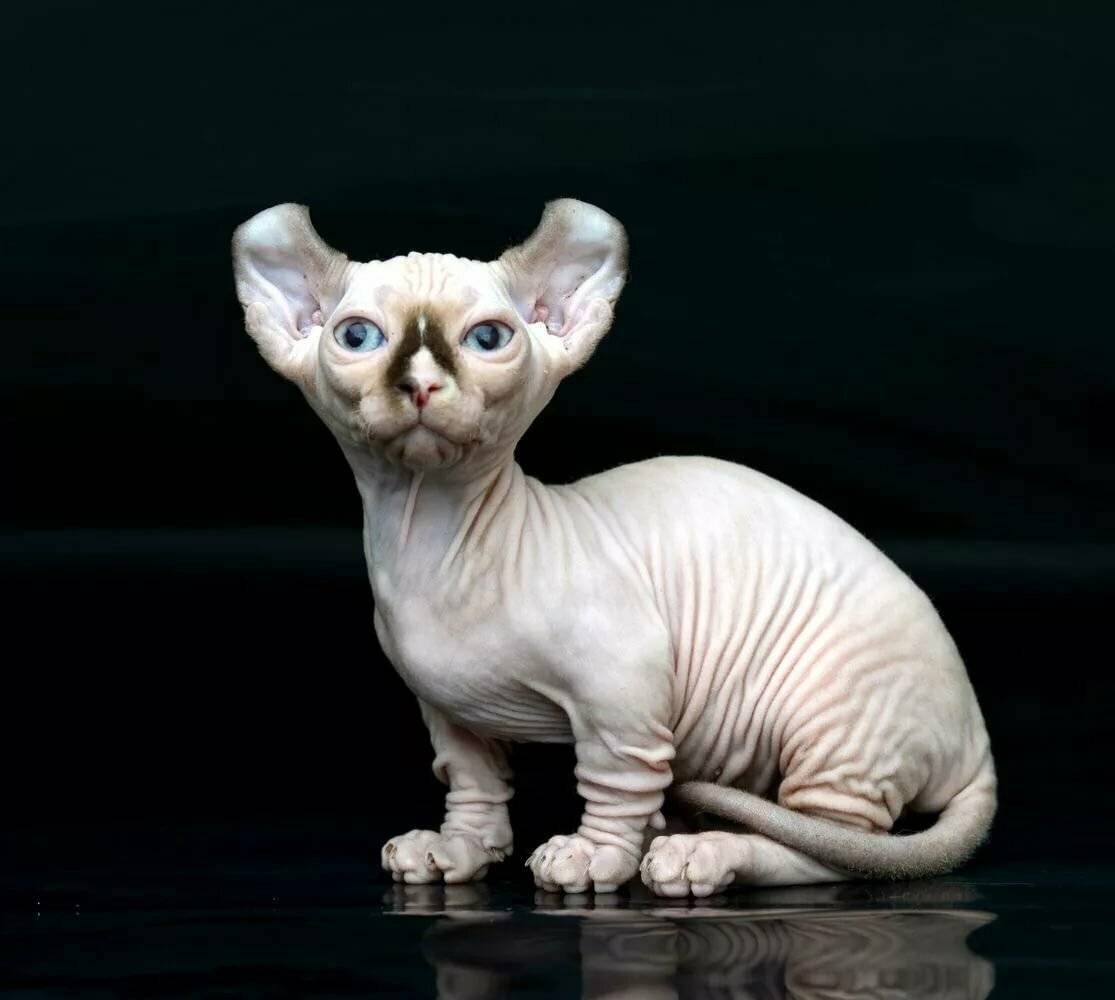 Кошка бамбино: фото + описание породы 