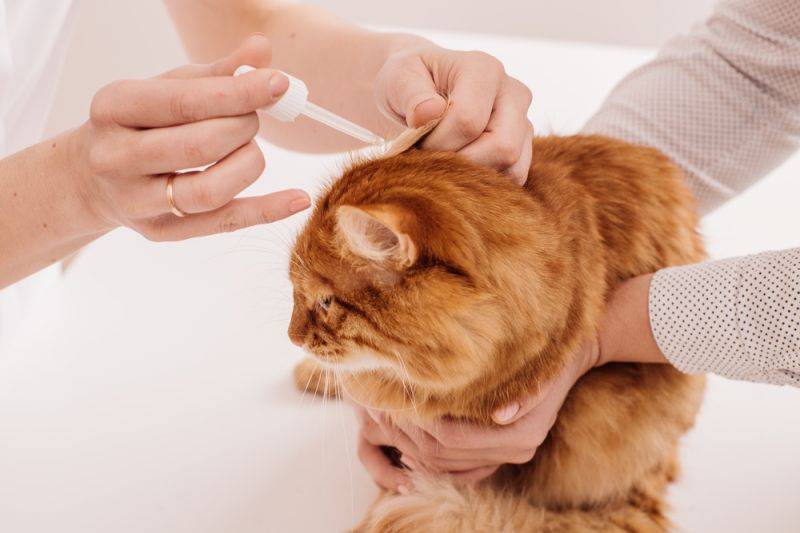 Чистят ли уши кошкам и котам и как правильно это делать?