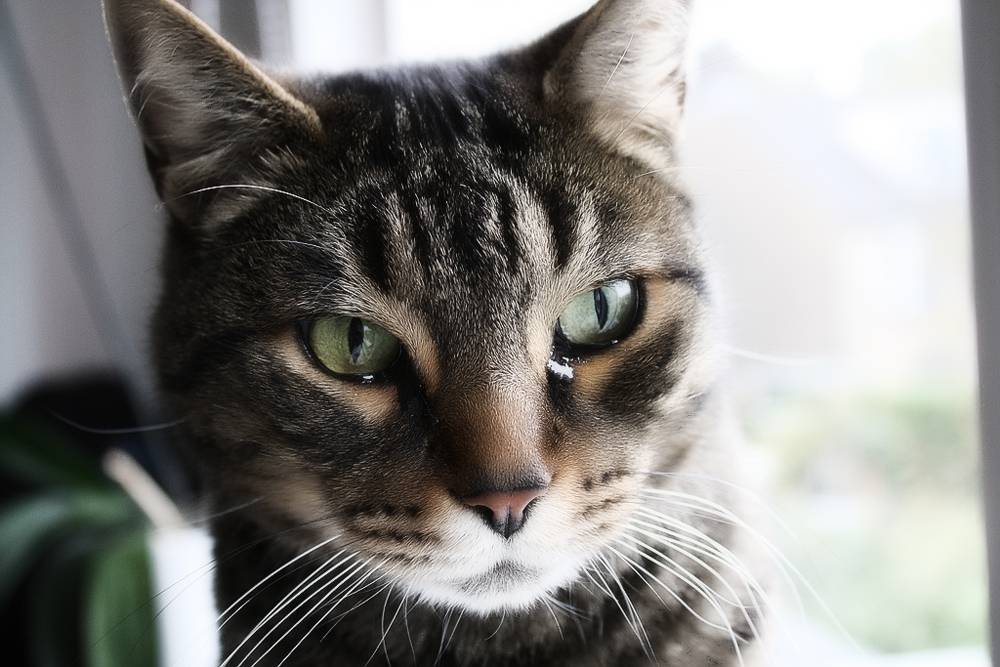 У кошки слезится один глаз: причины выделений, что делать в домашних условиях, методы лечения