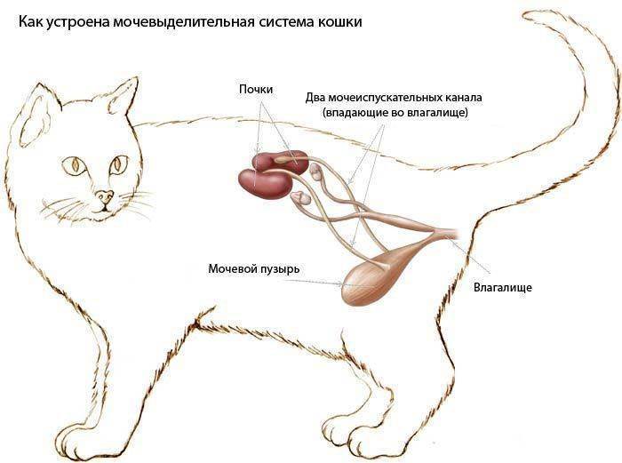 Поликистоз почек у кошек: этиология, симптомы, патогенез и лечение