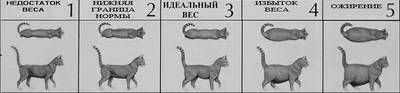 Сколько должен весить котенок: таблица по месяцам