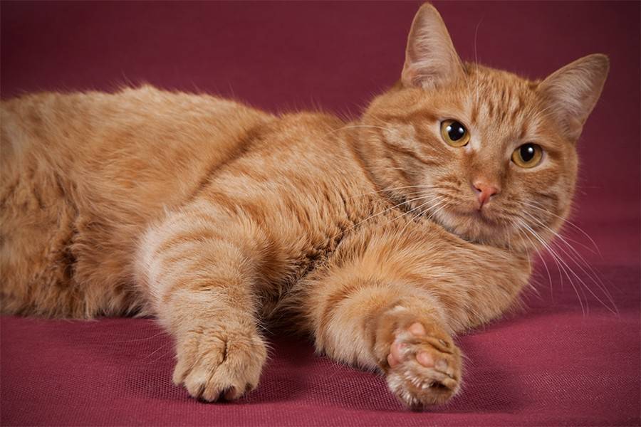 Бывают ли рыжие кошки? породы рыжих котов
бывают ли рыжие кошки? породы рыжих котов