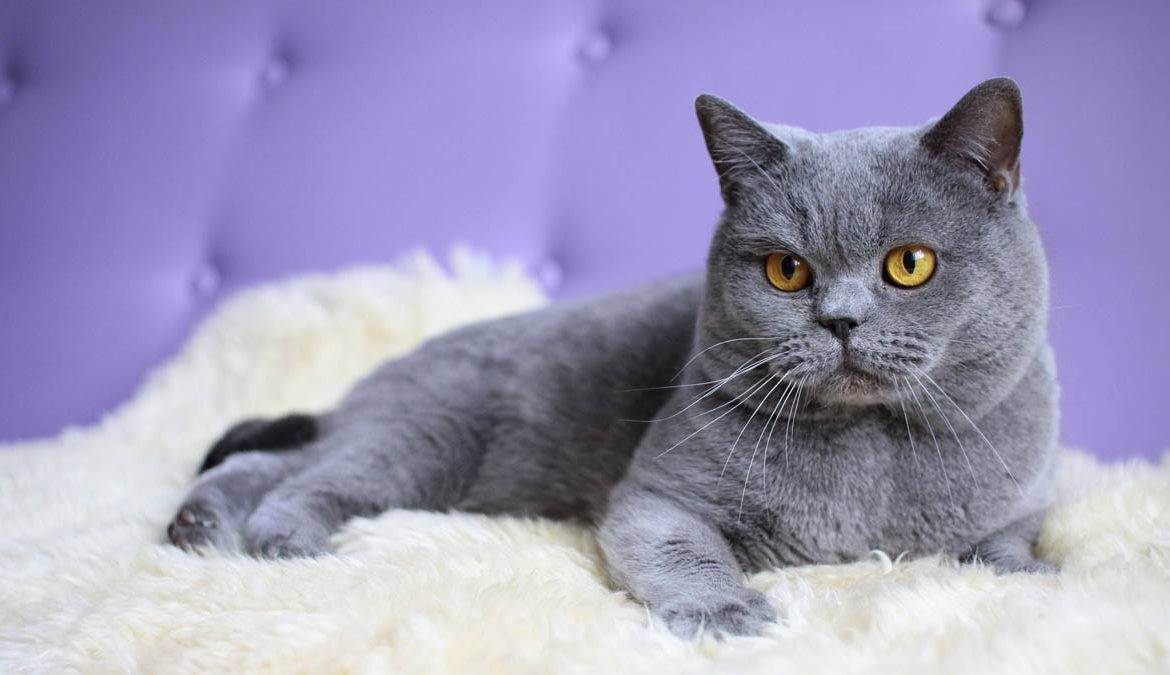 Британская лиловая кошка (16 фото): описание характера котов лилового окраса, список кличек для котят лиловой британской породы