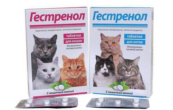 Препараты для кошек от течки: изучаем суть