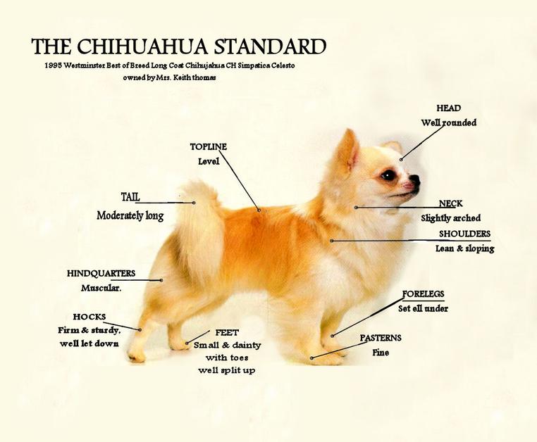 Собака чихуахуа: взрослые, короткошерстные, как выглядит, размеры