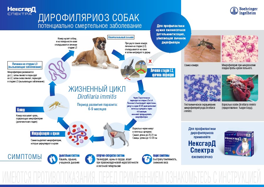 Дирофиляриоз у собак: симптомы и лечение