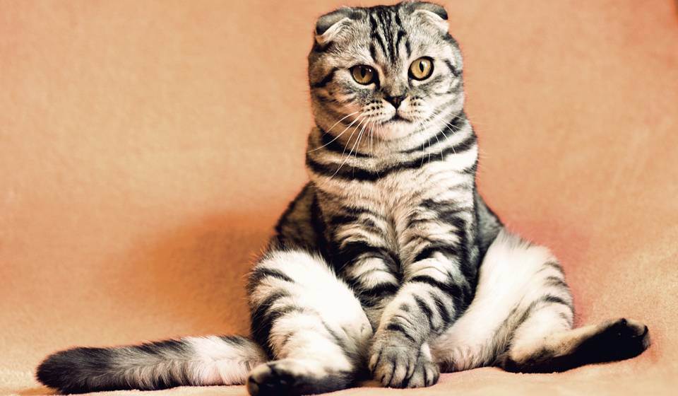 Возраст кошки по человеческим меркам — как определить правильно? таблицы соответствия и советы по уходу (105 фото)