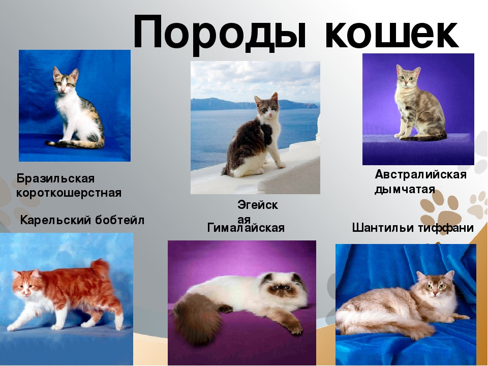 Полный список редких пород кошек и их подробное описание: внешний вид и характер