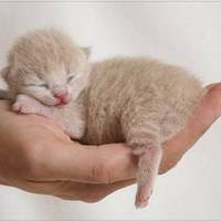 Осложнения после родов у кошек. 8 возможных последствий