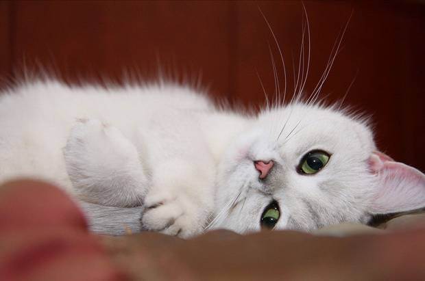 Кошка ссыт везде. ничего не помогает. - запись пользователя рита (id2314451) в сообществе домашние животные в категории помогите советом - babyblog.ru