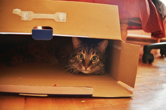 Как приучить немолодого кота к новому дому или квартире, каким образом проходит адаптация котенка?