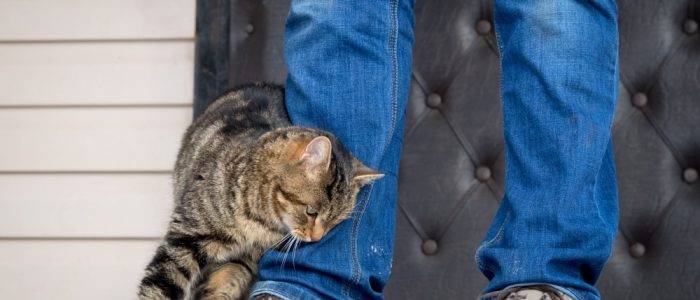 Почему кошки трутся об ноги