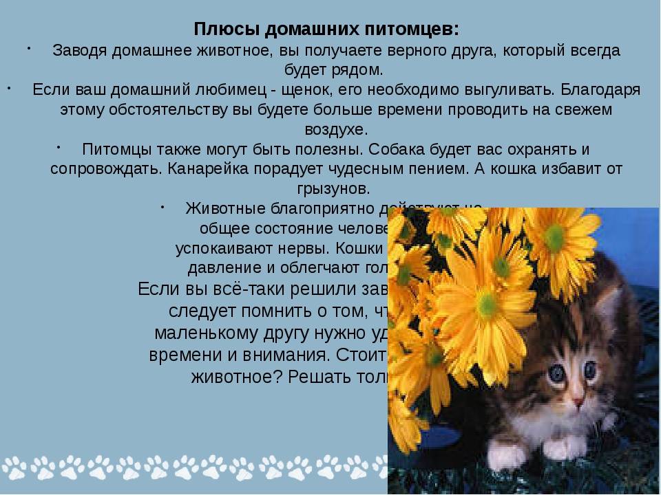 Стоит ли заводить кошку - причины завести домашнюю кошку дома или в квартире - petstime.ru