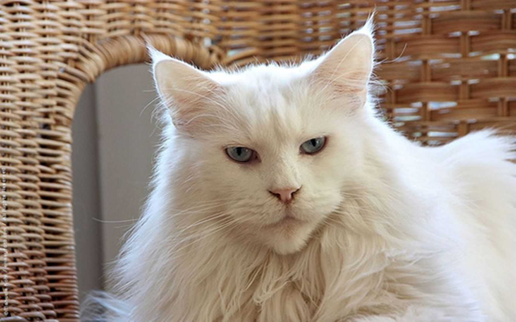 Белая кошка Мейн кун