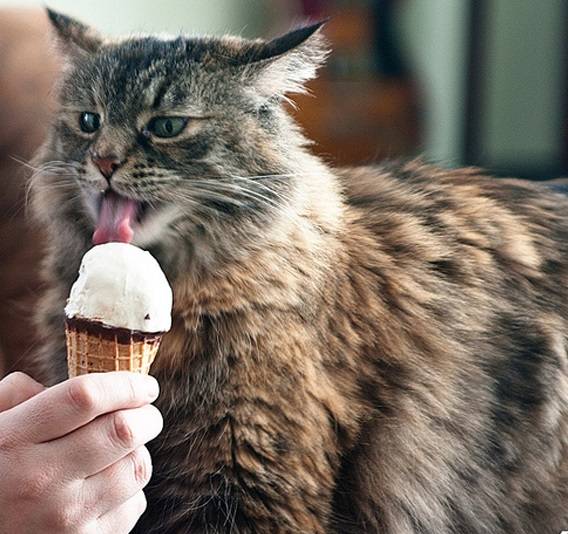 Можно ли кошкам мороженое? - zhivomag