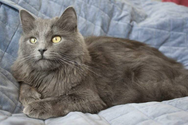 Описание породы русской голубой кошки