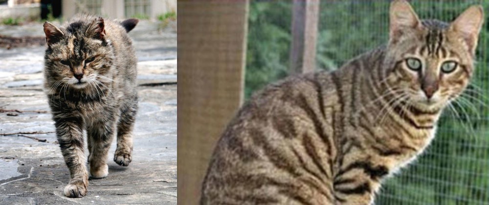 Топ-14 пород кошек, похожих на тигра, льва и леопарда - фото и названия домашних пород