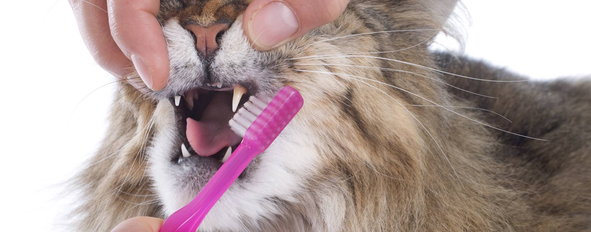 Чистим зубы коту в домашних условиях: средства и секреты