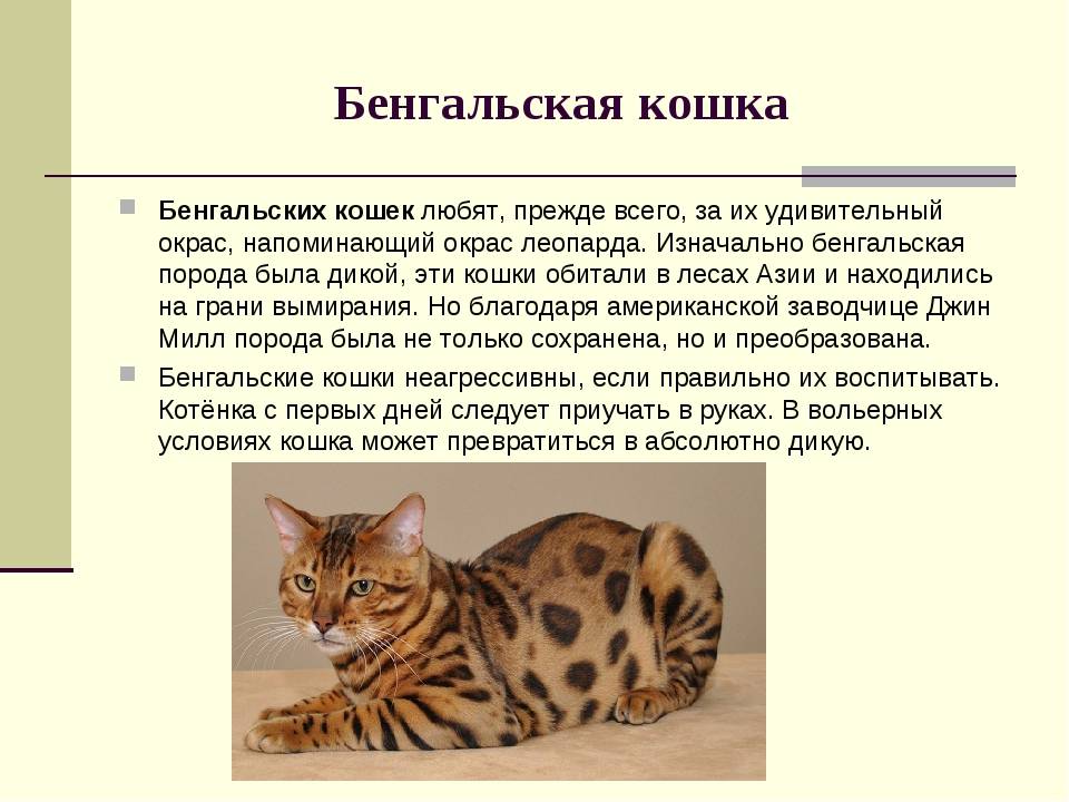 Бенгальская кошка — характер котов, котята