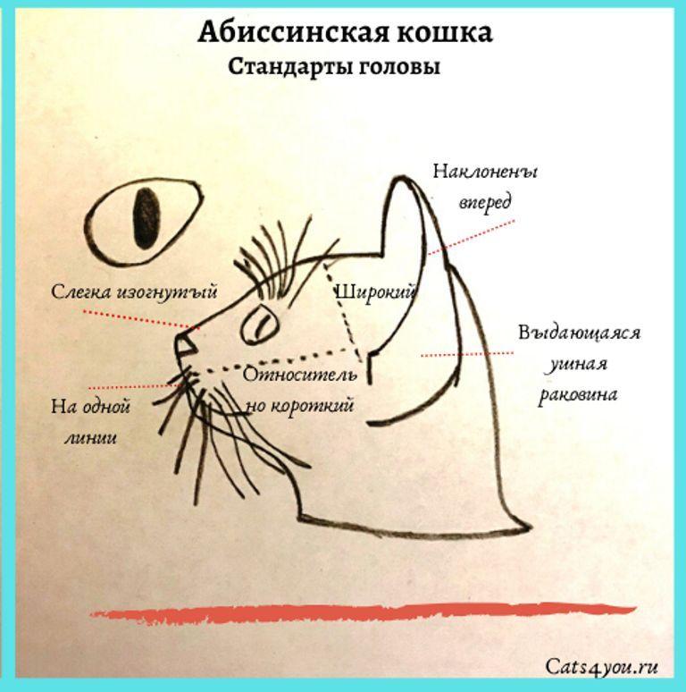 Есть ли у кошек ресницы фото