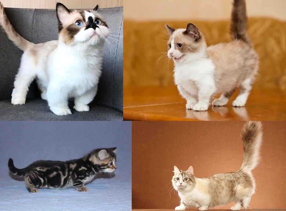 Породы кошек с короткими лапами: особенности, фото, характер
