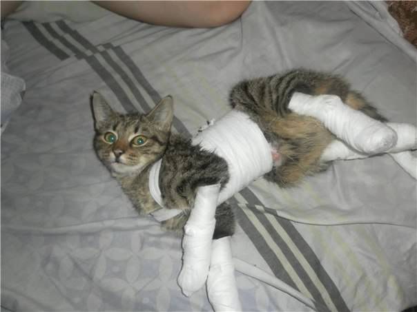 Как помочь коту, который сломал лапу: симптомы и способы лечения дома