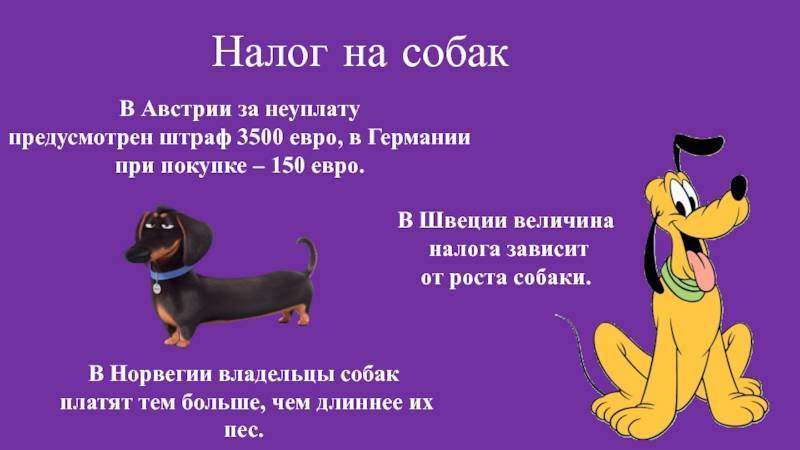Налог на животных в России в 2018 году
