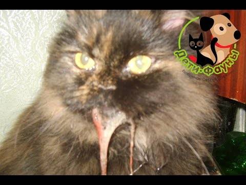 Кот чихает и у него сопли – что делать, чем лечить в домашних условиях?