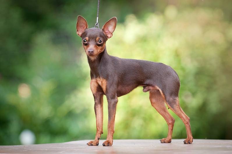 Пражский крысарик: особенности породы маленьких охотников