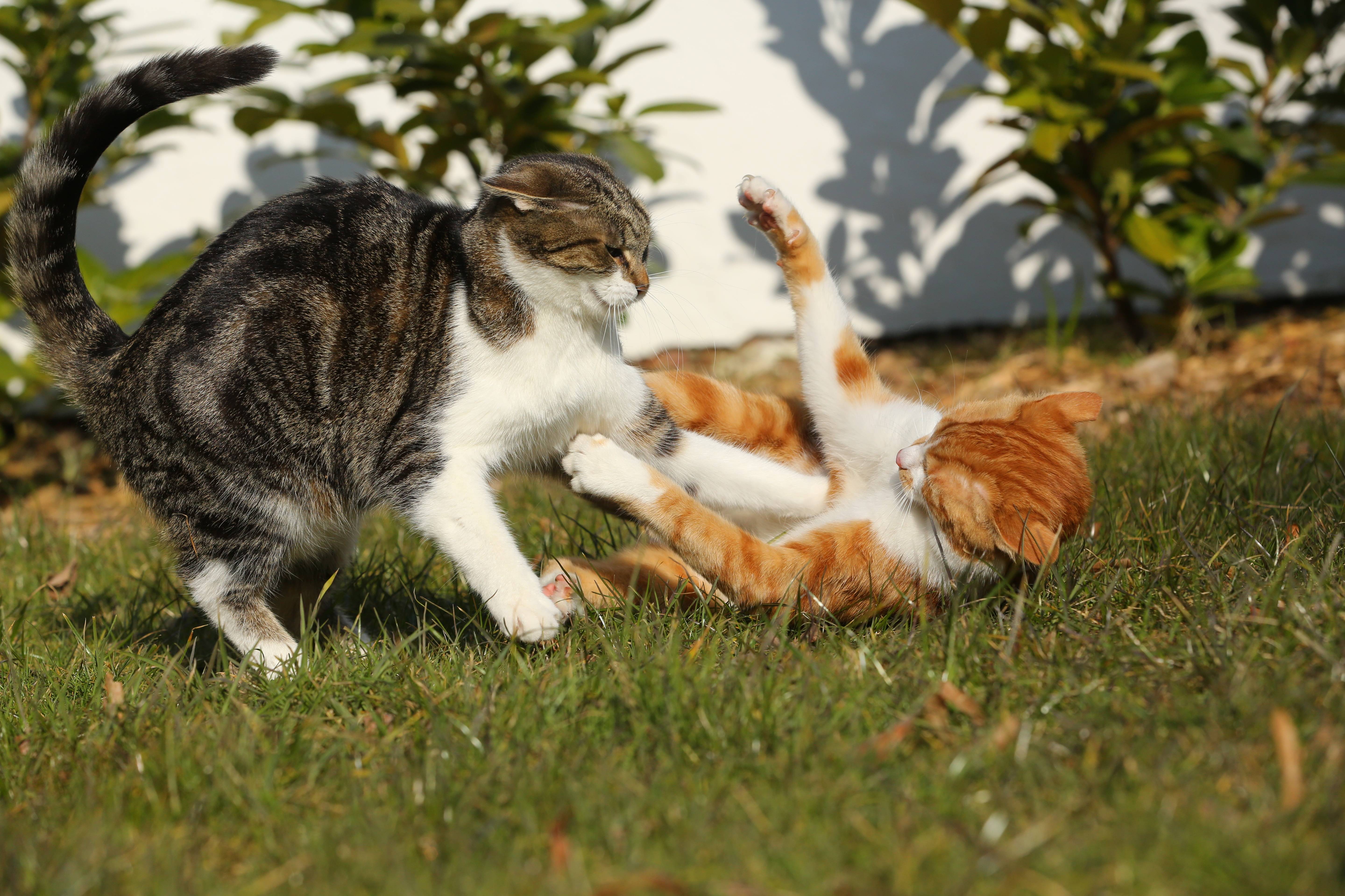 Две кошки в доме: как подружить, ужиться, примирить