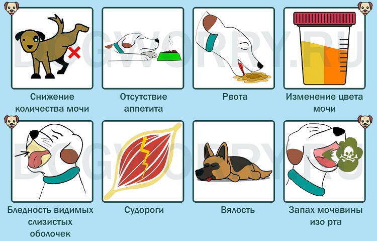 Болезни почек у котов: виды заболеваний и методы их диагностики (инструкция от ветврачей)