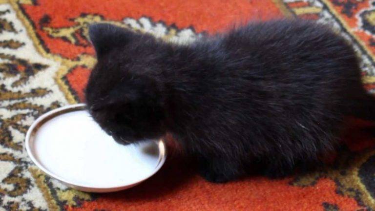 Можно ли вислоухим котятам давать молоко: польза и вред продукта в рационе животного