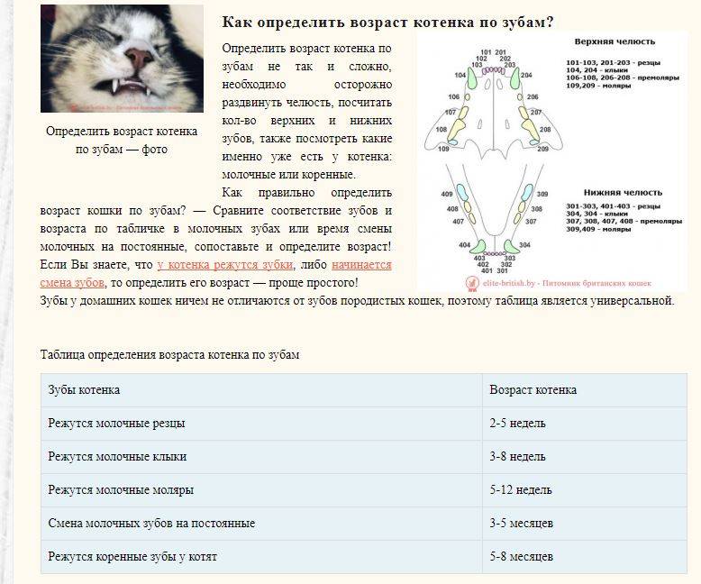 Сколько зубов у взрослой кошки