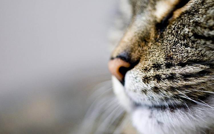 У кота холодный нос: причины и нужно ли беспокоиться | кот и кошка