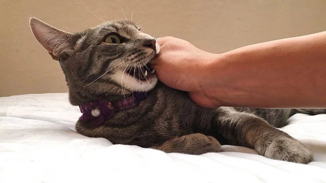 Кот который нападает
