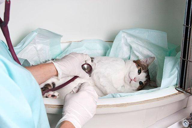 Инсульт у кошек: признаки и лечение