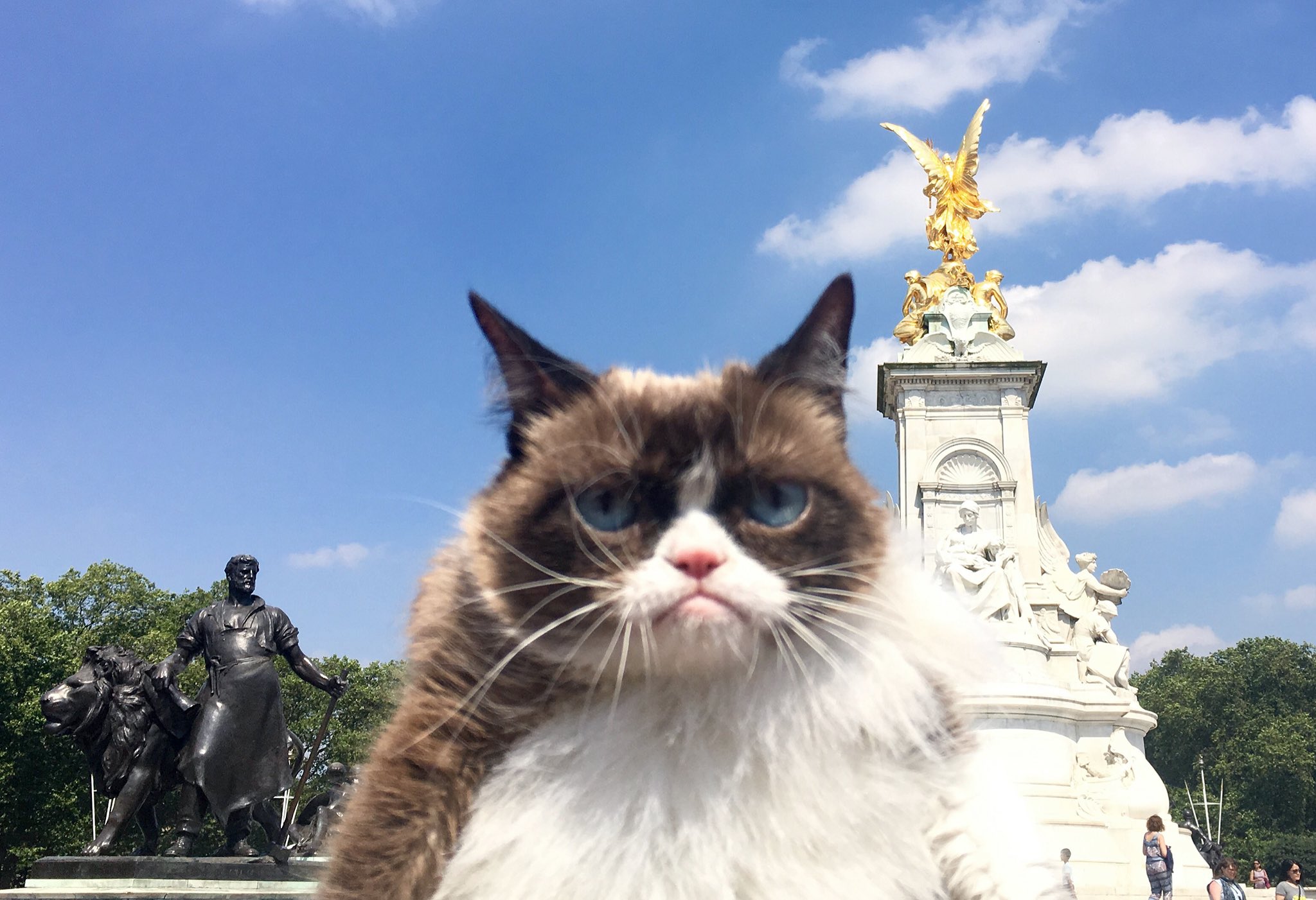 кот в лондоне